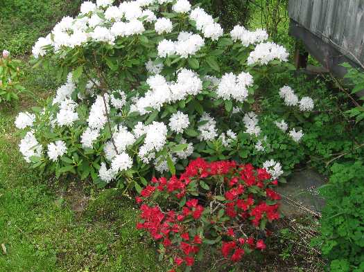 rhodies 2