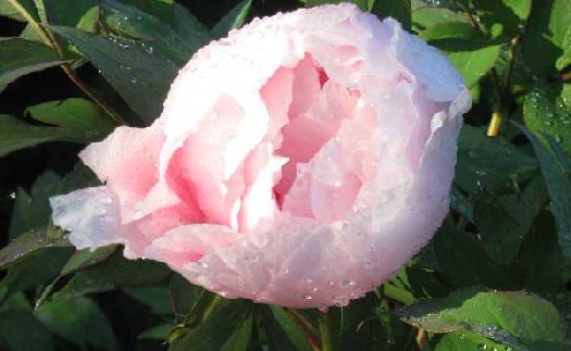 tree peony Guan Yin Mian