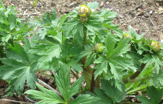 troillus budding