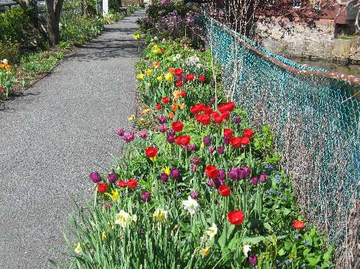tulips multi 5-6-11