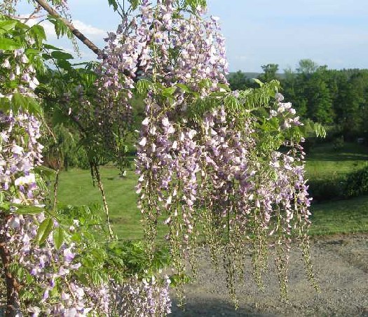 wisteria 5-23
