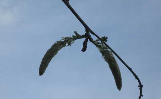 wisteria buds 5-24
