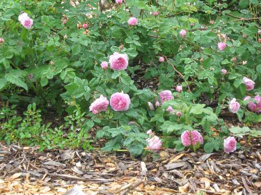 6-11 rose woodslawn pink