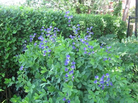Baptisia