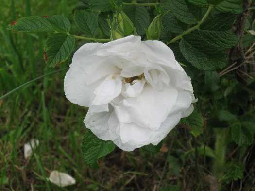 Blanc Double de Coubert 6-12