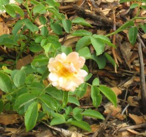 Goldbusch rose
