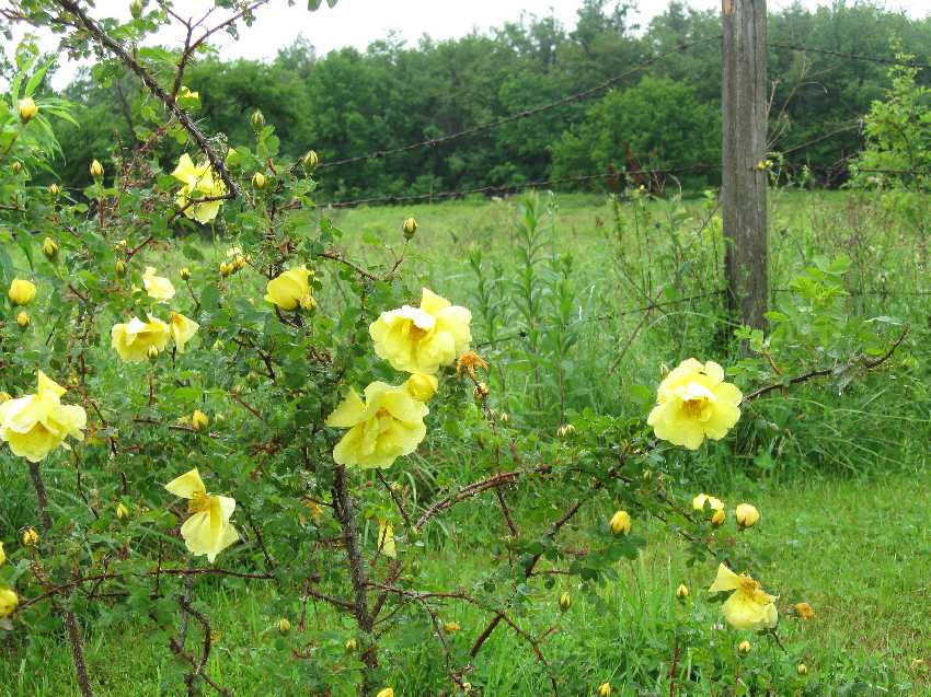 Harrison's Yellow Rose
