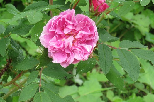 Therese Bugnet 6-17