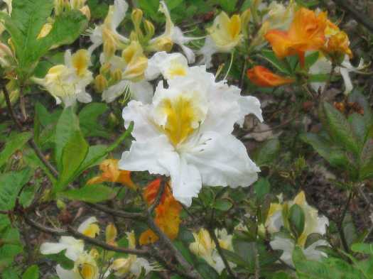 azalea yellows