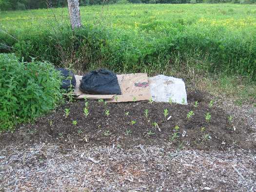 cutting garden 6-7