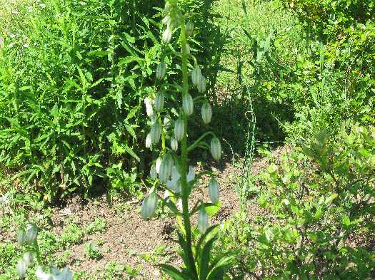 martagon buds