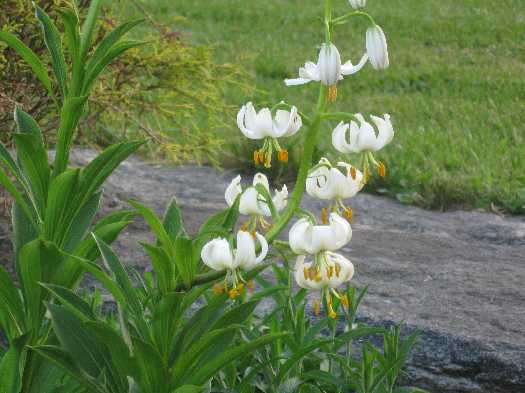 martagon lily