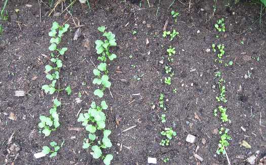 new planting