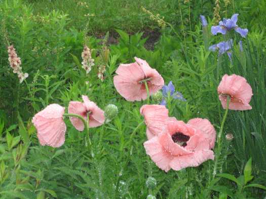 poppies pink EB