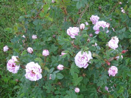 purington pink