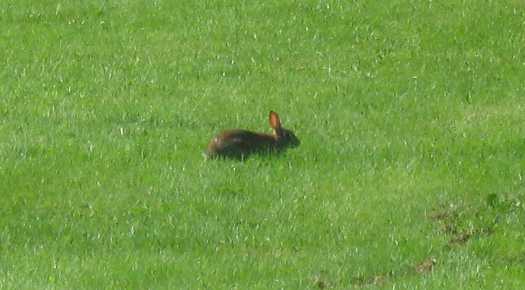 rabbit