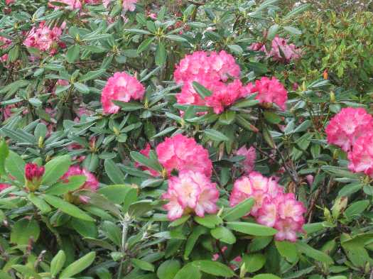 rhodie pinky red