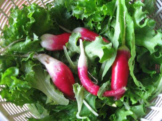 salad
