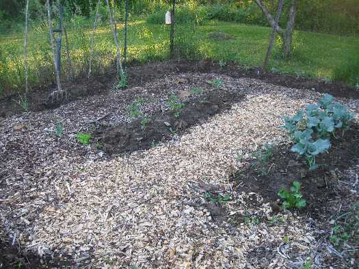 veg gdn 6-7
