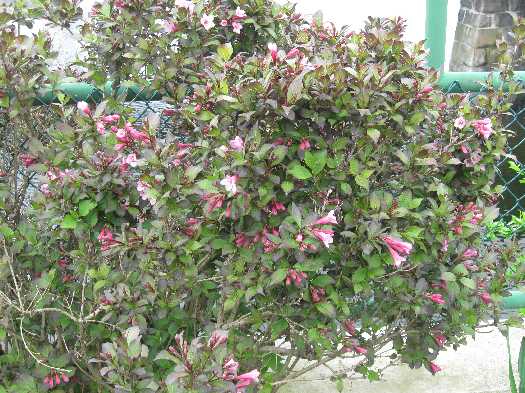 weigela