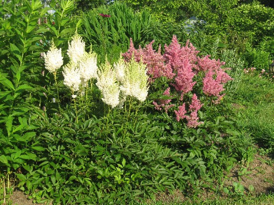 Astilbe