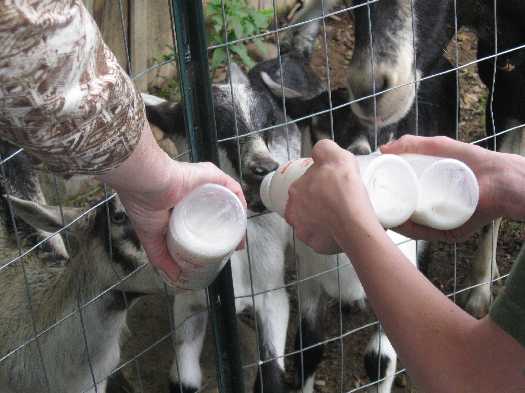 Ty feeding goats