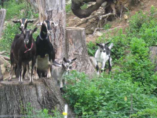 goats