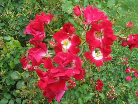 8-11 Meidiland red rose