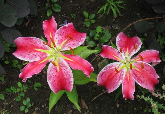 8-11 Stargazer lilies