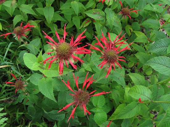 8-11 bee balm scarlet