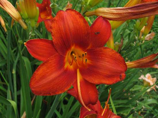 8-11 daylily