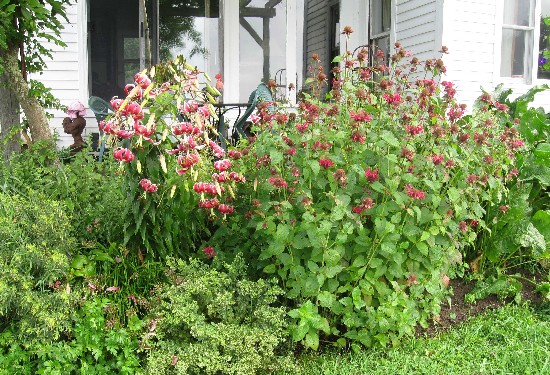 8-11 lilies & beebalm