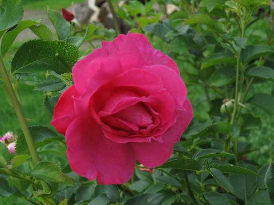 8-11 rose Thomas Affleck