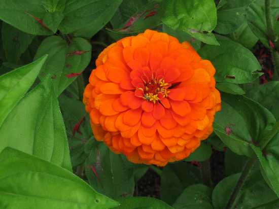 8-11 zinnia orange