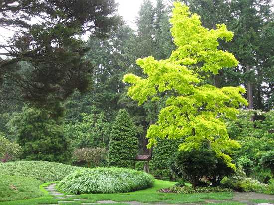 BR jap golden black locust