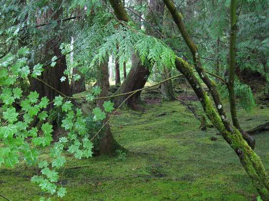 BR moss