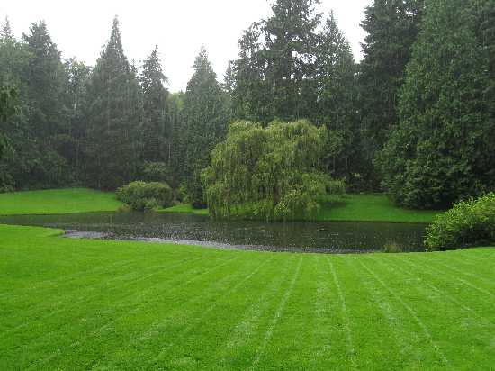 BR willow rain