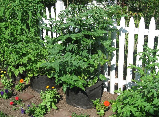 Grow Bag tomato