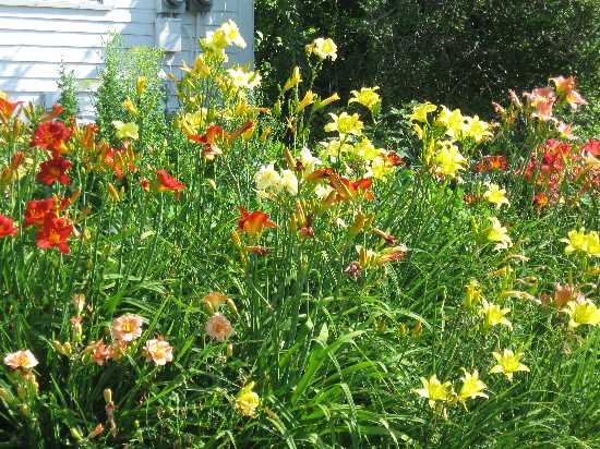 daylilies 8-1