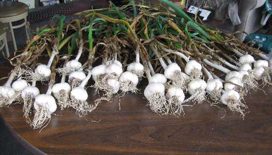 garlic harvest 8-3
