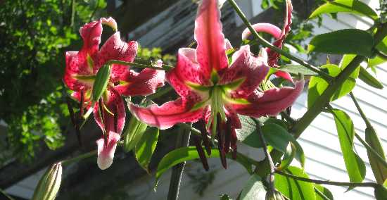 lilies black beauty 8-1