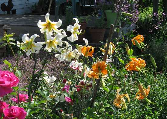 lilies henry 8-1