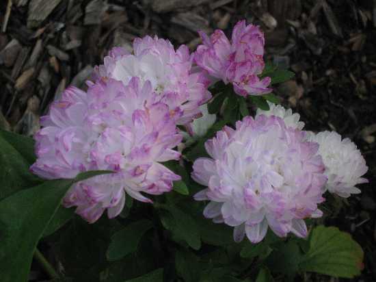 9-11 china asters