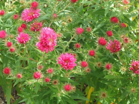 9-15-0 aster alma potchke