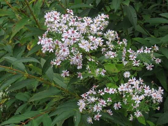 aster patens