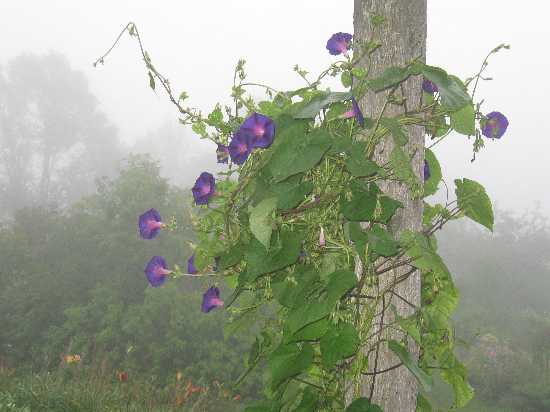 misty morning glories