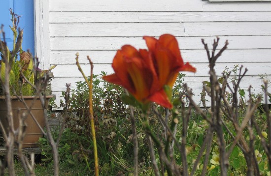 10-15-11 ann varner daylily