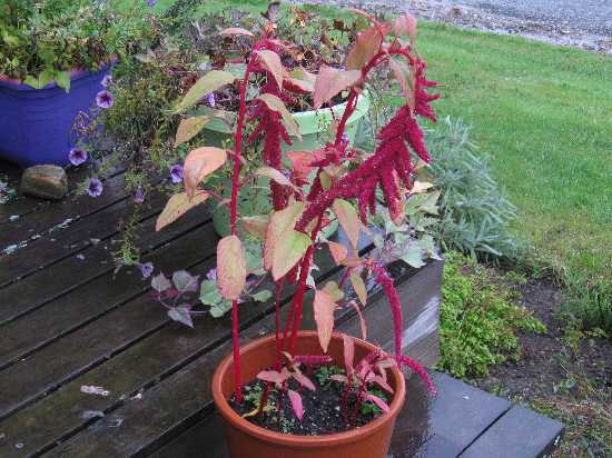 10-15-11 love lies bleeding