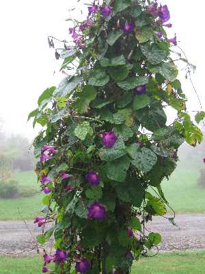 10-15-11 morning glories