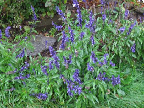 10-15-11 salvia